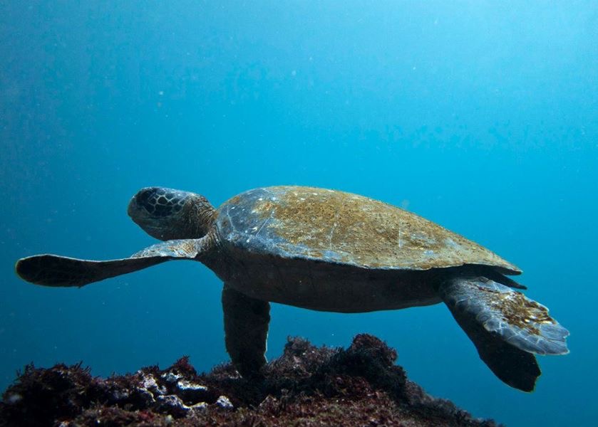 Green sea turtle, Galapagos Islands