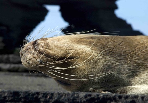 Galapagos sea lion, Galapagos Islands