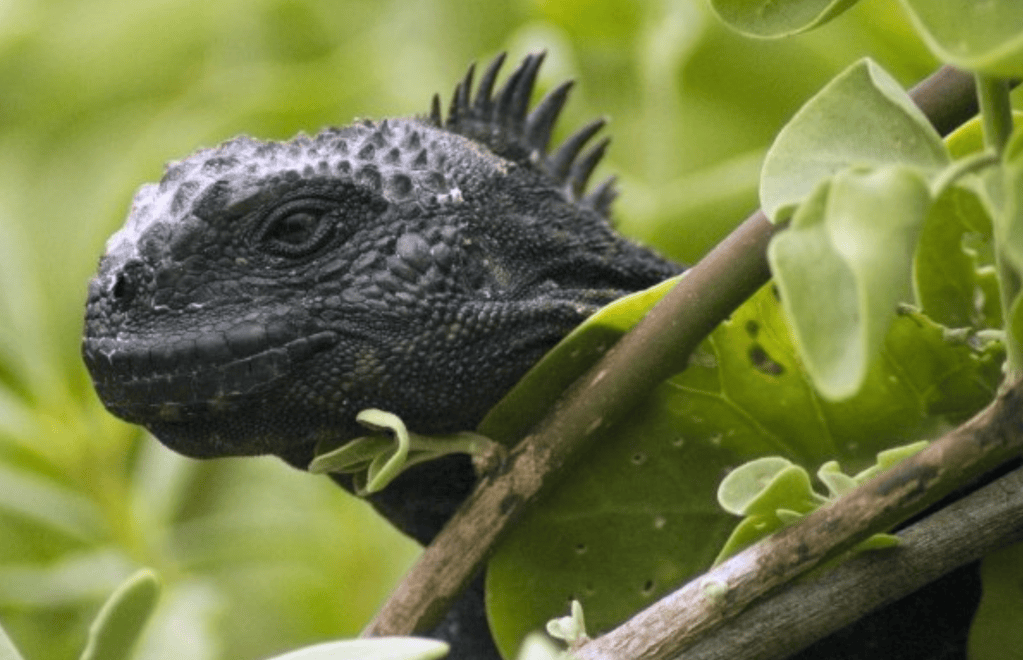 Marine iguana resting on black lava rock, spines raised, salt crust on its head, Galapagos shore.